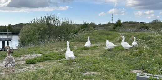 6meibirdies